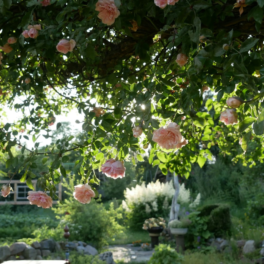 jardin romantique rosier pierres