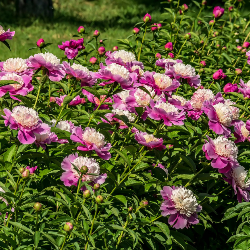 plantes fleurs jardin romantique